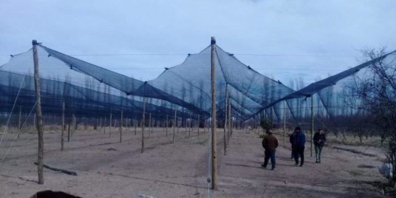 Protegen con malla antigranizo la producción de 19 familias de San Rafael