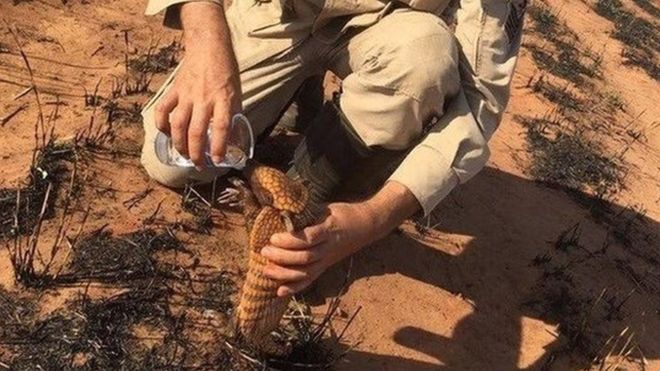 Incendios en el Amazonas: cómo los animales sufren los estragos de los enormes fuegos forestales en Sudamérica