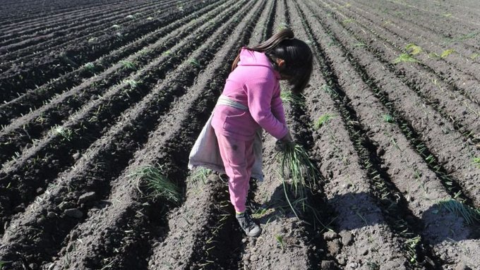 En un año detectaron 62 casos de trabajo infantil en Mendoza y 30% se dan en el agro