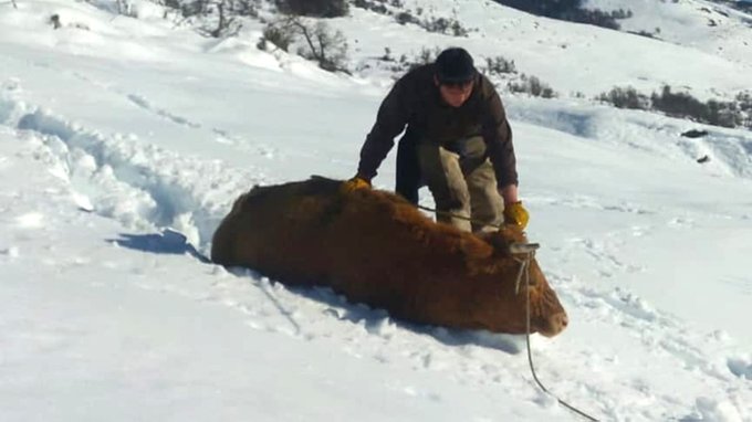 Más de un metro de nieve y 10 grados bajo cero: la odisea de una familia para rescatar casi 100 animales atrapados en la cordillera
