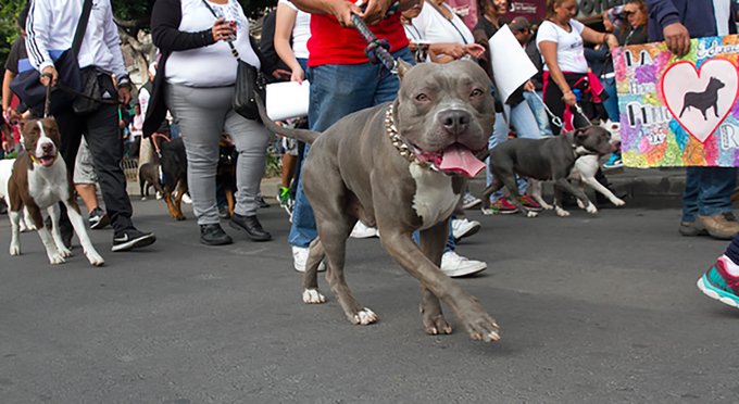 Visitó a sus abuelos y terminó muerto tras ser atacado por un Pitbull