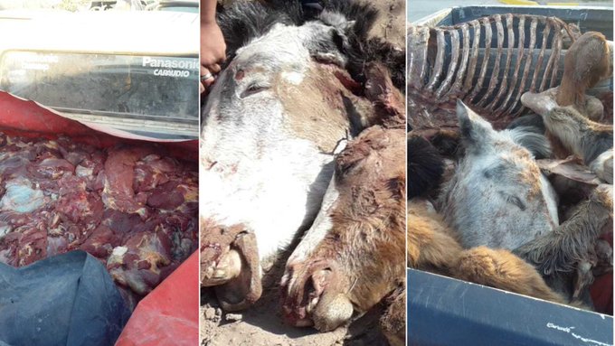 Tres personas fueron detenidas por robar y faenar caballos en Lavalle