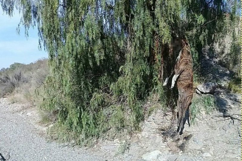 Macabro hallazgo en Las Heras: aparecieron dos perros ahorcados en un árbol