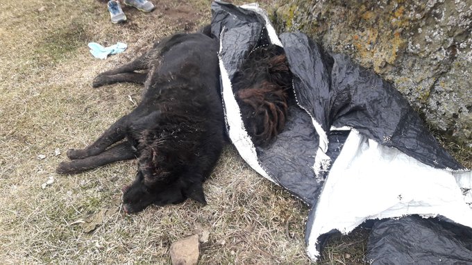 Aparecieron más de 60 perros muertos en Río Turbio tras comer unos 70 kilos de carne envenenada