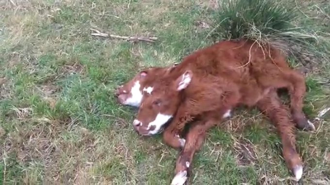 Nació una ternera con dos cabezas en el sur bonaerense y sobrevivió 12 horas