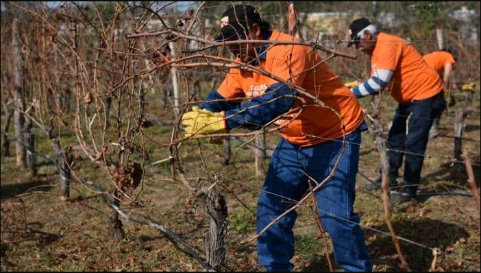 Valle de Uco: se viene el primer concurso sudamericano de Poda Profesional en Vid
