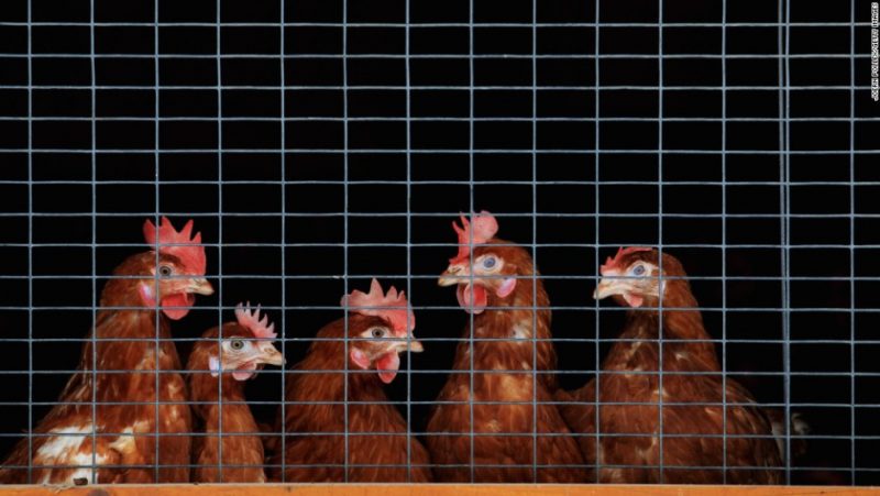 Una mujer fue picoteada hasta la muerte por un gallo