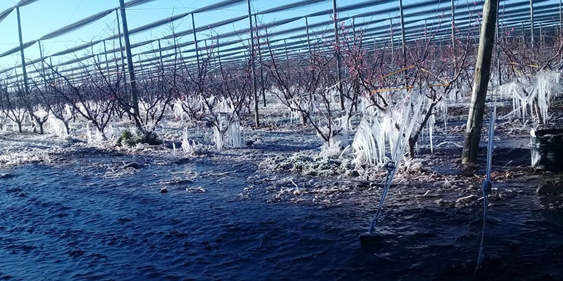 Evaluarán las consecuencias de la helada