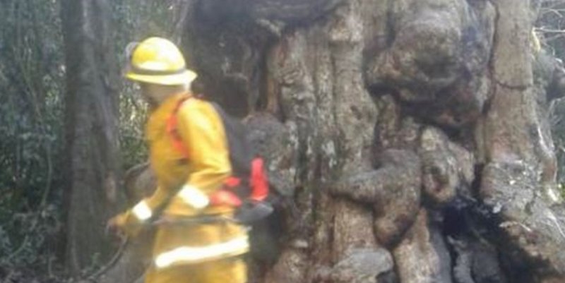 Quiso hacerse un mate y quemó el árbol más antiguo de Misiones