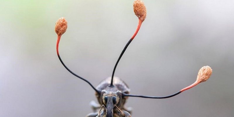 La espectacular imagen de un “hongo zombi” que se apodera de un escarabajo