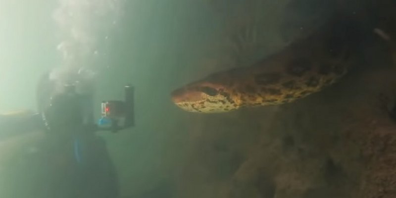 Buceaban en un río y se toparon con una anaconda de 7 metros
