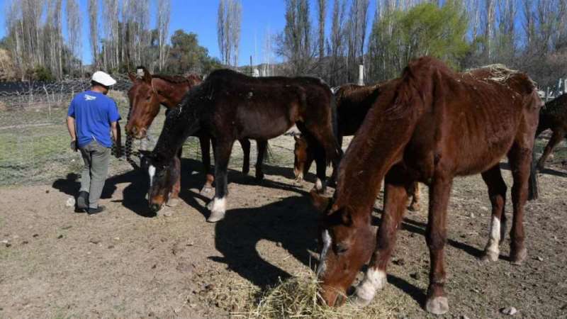 Encefalomielitis Equina: San Rafael confirmó dos nuevos casos en caballos