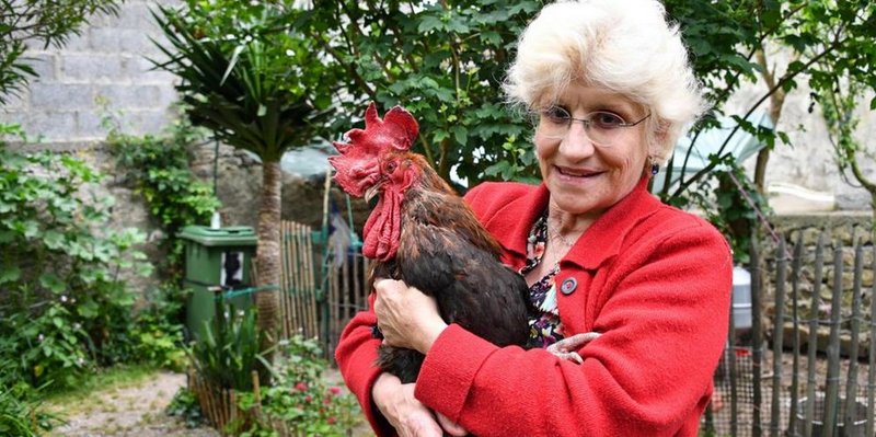Un gallo que fue demandado por despertar a sus vecinos podrá seguir cantando