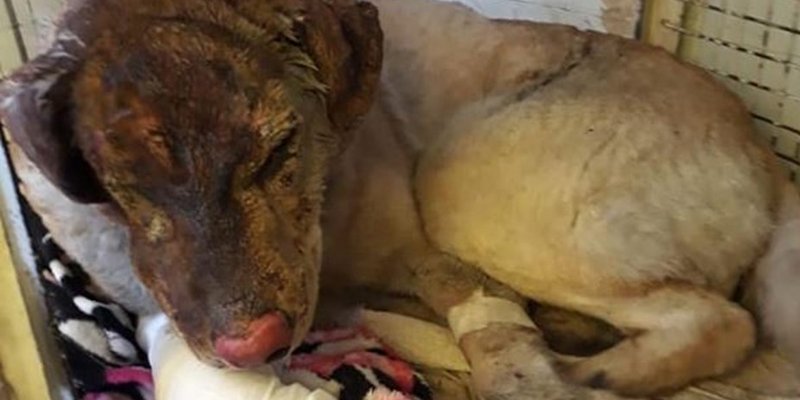 Un perro salvó a una familia de morir en un incendio: “Lo rescatamos de la calle en Año Nuevo”