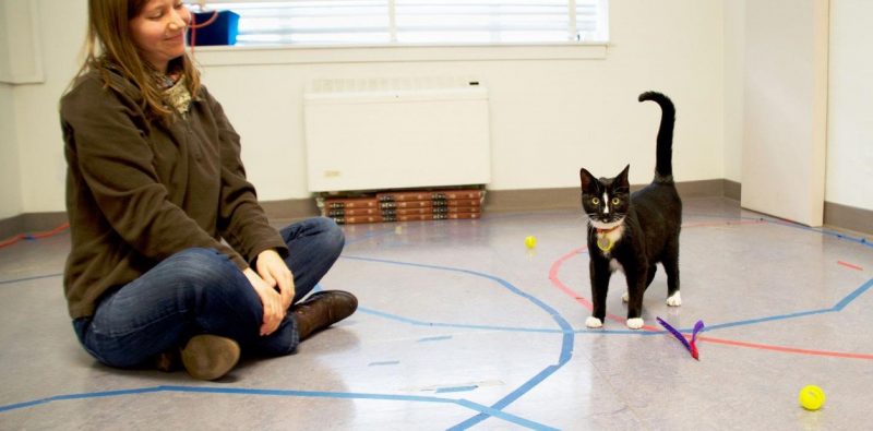 ¿Cae un prejuicio? Un estudio muestra que los gatos son más apegados a sus dueños de lo que se cree
