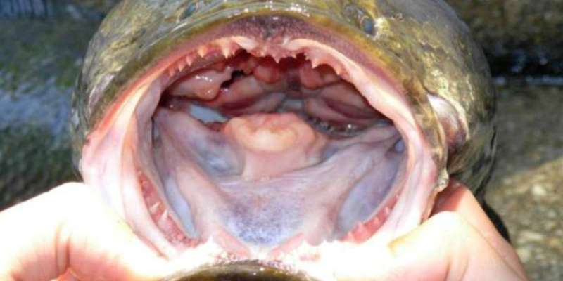“Si lo encontrás, matalo”: alerta en Estados Unidos por el voraz pez cabeza de serpiente