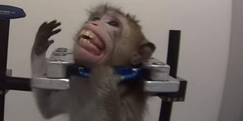 Crueles experimentos de un laboratorio con monos, gatos y perros