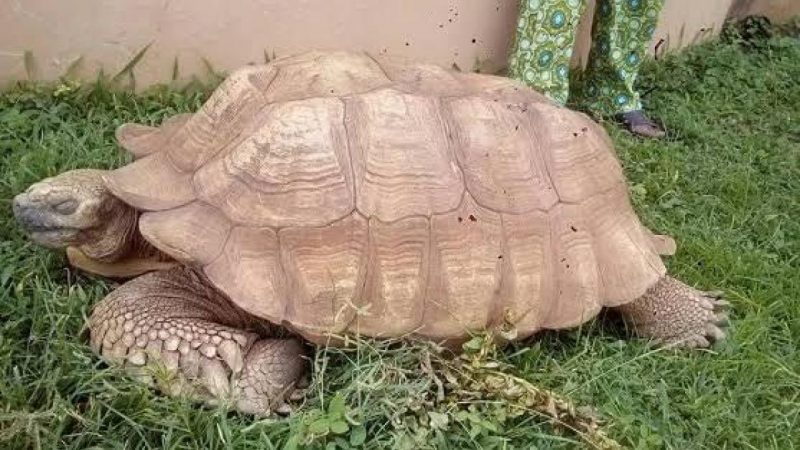 A los 344 años murió Alagba, la tortuga más vieja de África