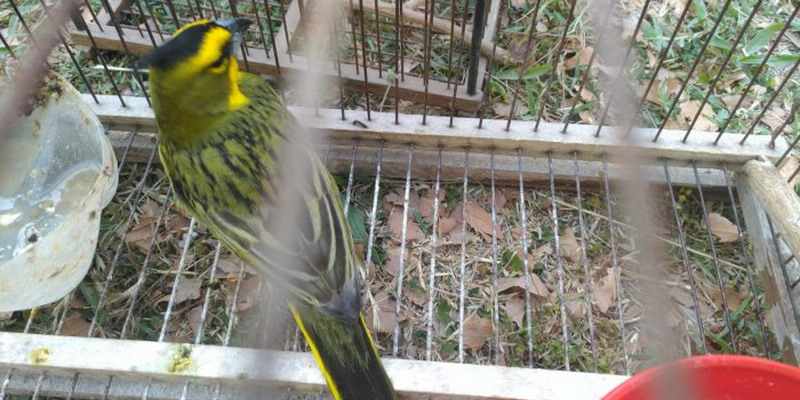 Más de 50 aves silvestres fueron rescatadas del cautiverio ilegal