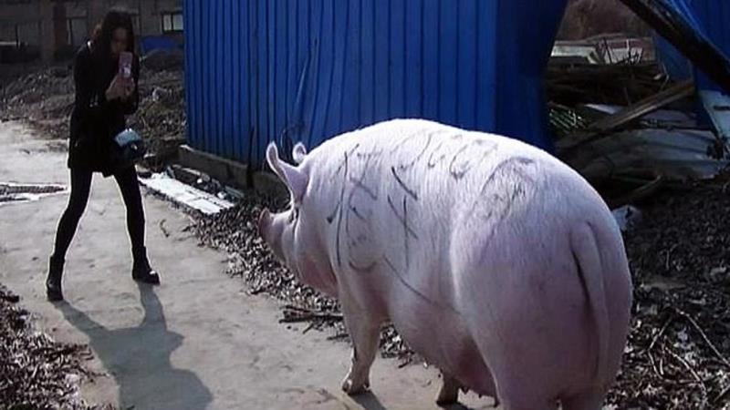 China cría cerdos del tamaño de “osos polares” ante la escasez de carne