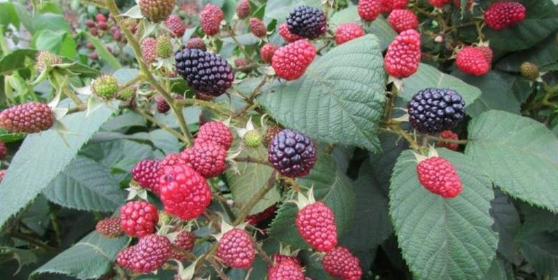 Una pareja torturó y ató a un nene de 10 años que sacó unas moras de su casa