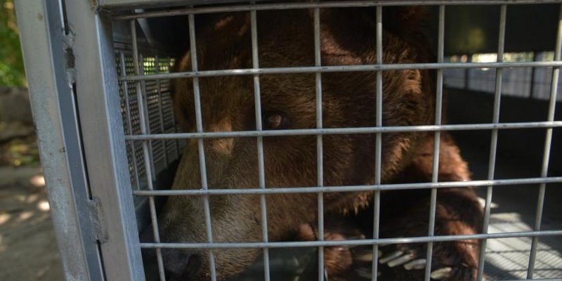 Diez osos pardos del Ecoparque se mudan a un santuario de EEUU