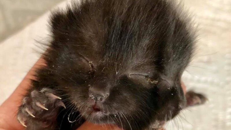 Su mamá la rechazó, pero esta gata que nació con dos caras quiere sobrevivir