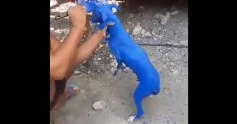 El viral que indigna: pintó a su perro de azul, lo repudiaron en redes y terminó preso