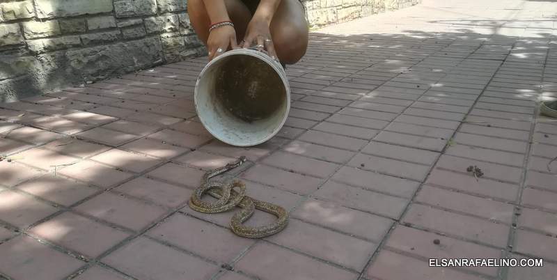 Apareció una serpiente en en centro de San Rafael