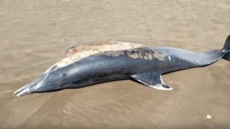 Mar del Plata: apareció muerto un delfín “oscuro”