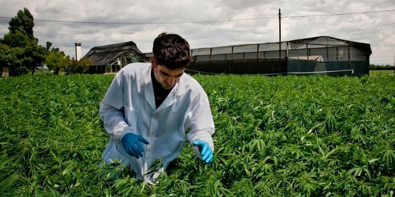 Cultivo de cannabis y producción de aceite, la industria que Suarez busca desarrollar en Mendoza
