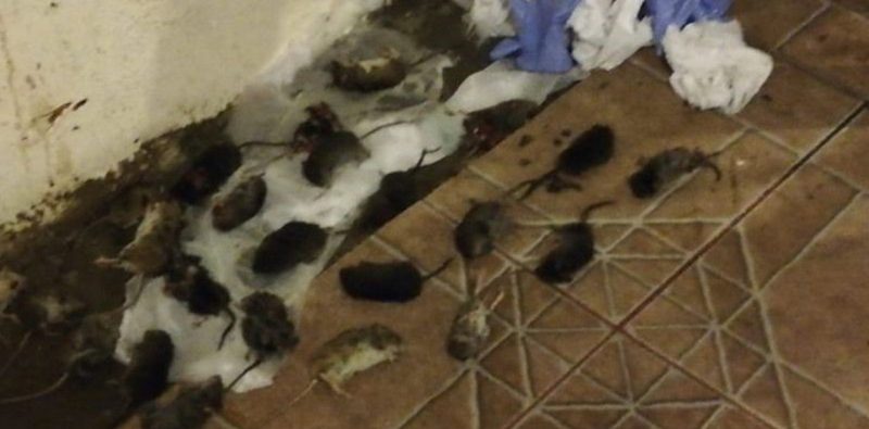 Invasión de ratas en la cordillera patagónica: cierran accesos a lagos y hay preocupación