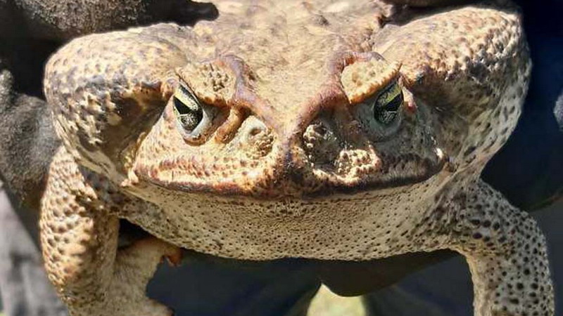 Hallaron un sapo gigante, exótico y de los más venenosos del mundo en una zona rural de Santa Fe