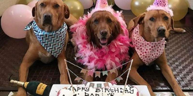 Adiós al mito de los 7 años: La ciencia encontró una nueva fórmula para comparar la edad de tu perro con la humana