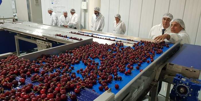 Despachan a China el segundo contenedor de cerezas mendocinas
