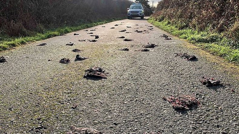 Misterio cuando cientos de pájaros se encuentran muertos en Gales