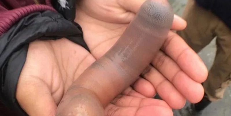 Miles de “peces pene” invadieron una playa en California