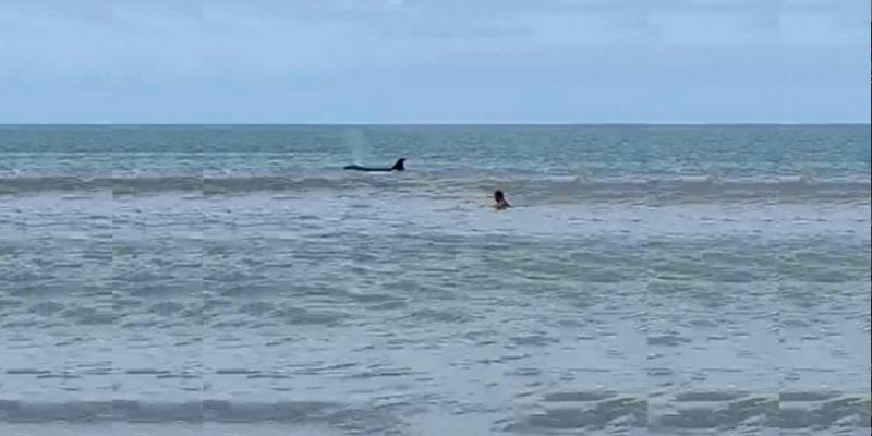 Apareció una orca en Monte Hermoso y generó pánico entre los turistas