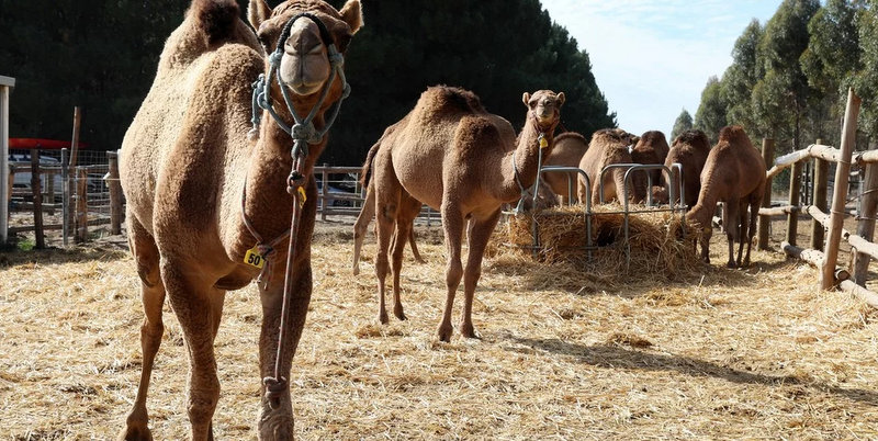 Sacrificarán a más de 10 mil camellos en Australia porque “beben mucha agua”