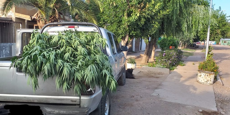 Secuestraron plantas de marihuana de gran tamaño