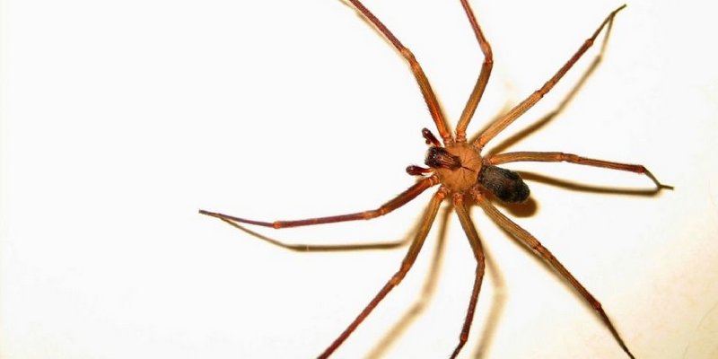 Una nena de 3 años estuvo grave por la picadura de una araña