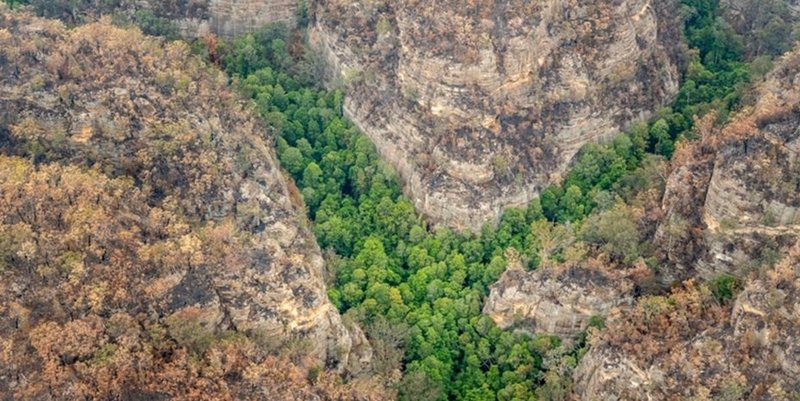 Australia: con una misión secreta salvaron pinos prehistóricos
