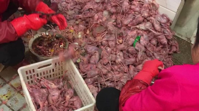 Salieron a la luz las espeluznantes fotos del mercado ilegal de Wuhan donde se originó el coronavirus