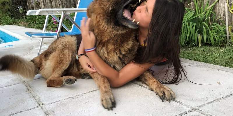 Quiso hacer una sesión de fotos con un perro y terminó de la peor manera