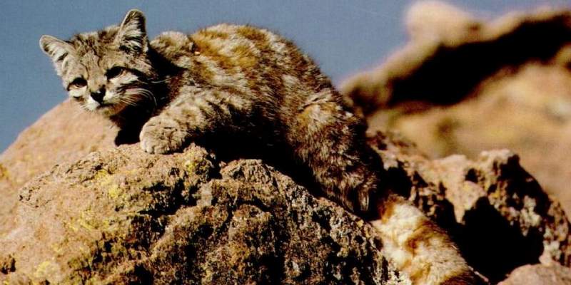 Reapareció el gato andino en la Reserva de Villavicencio