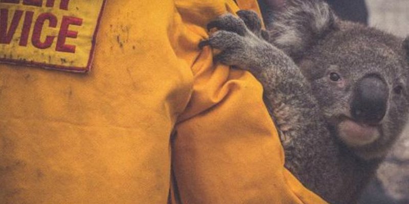 Tragedia: los incendios en Australia mataron a la mitad de los koalas