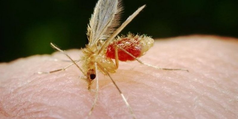 Preocupación en Entre Ríos por una mujer afectada por leishmaniasis: en qué consiste la grave enfermedad