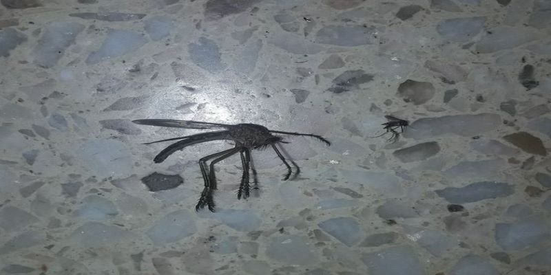 Encuentra un “mosquito gigante” y es furor en las redes