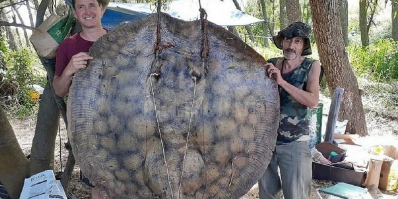 Los pescadores que capturaron una raya de 153 kilos del río Paraná