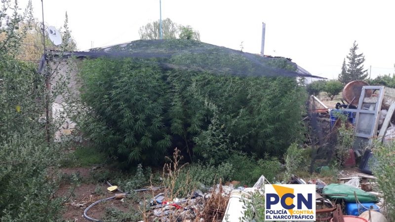Descubren plantación de marihuana en San Rafael